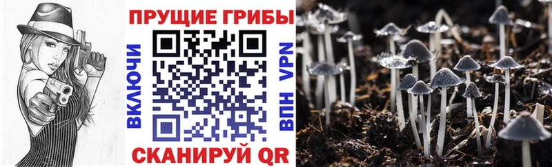 MEGA   Агрыз  Галлюциногенные грибы мицелий 